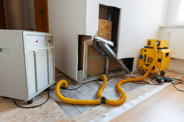 Best Mold Damage Restoration  in Hollidaysburg, PA